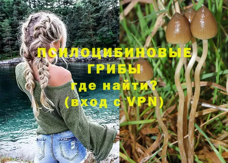 как найти закладки  kraken   Галлюциногенные грибы Cubensis  Пугачёв 